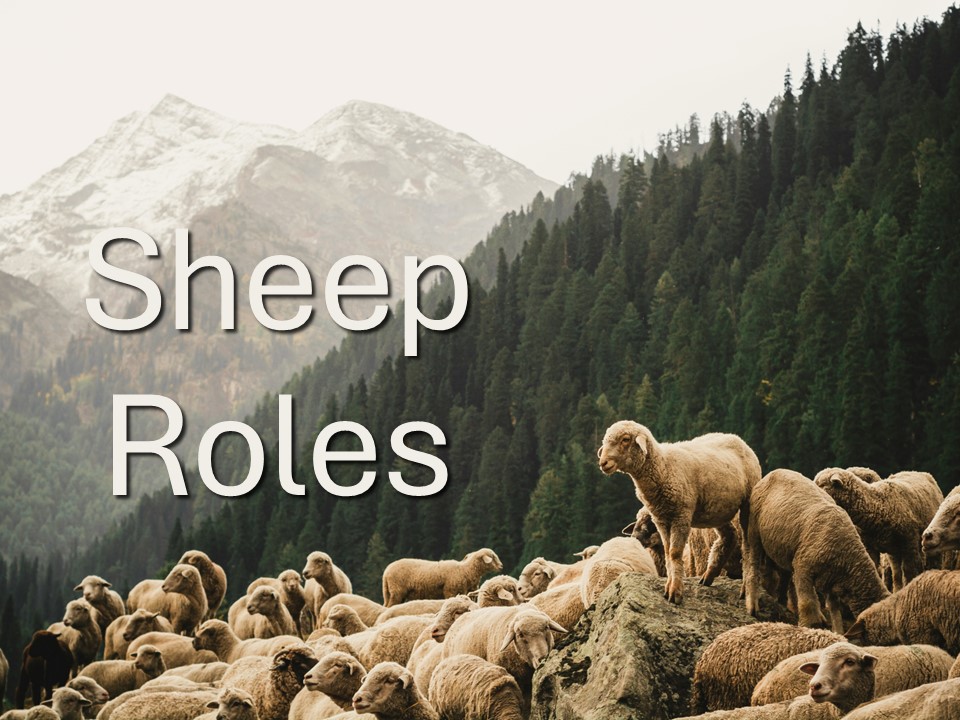 Sheep Roles
